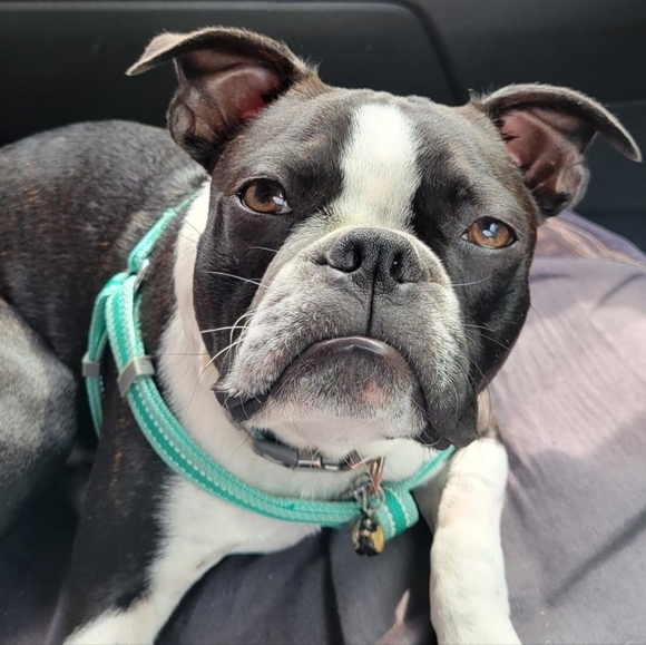 Meet your Posher, Tiff - Picture 3 of 16